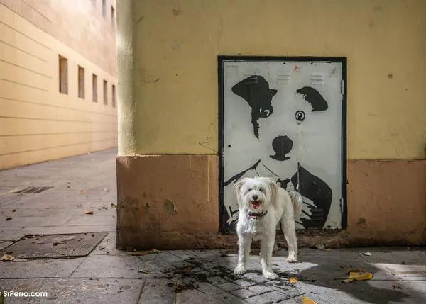 En Valencia, todos los perros son (casi) iguales, todos los perros están en la nueva Ley de Bienestar Animal