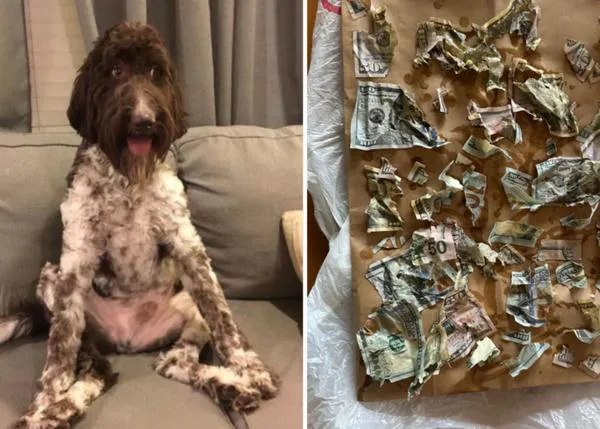 La trastada más cara: en un descuido de sus humanos, un perro se zampa ¡¡¡4000 dólares!!!