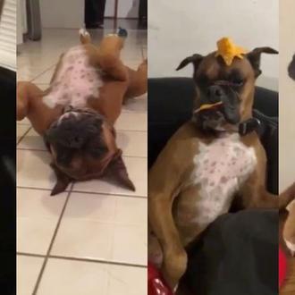 Los perros triunfan apuntándose a la última moda viral: el …