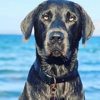 Un perro ha muerto envenenado en la playa canina de …