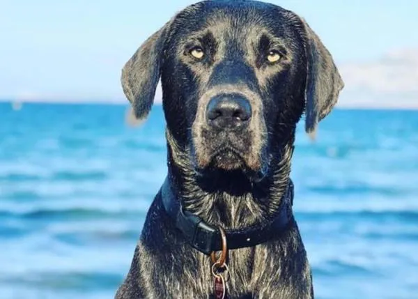 Un perro ha muerto envenenado en la playa canina de Pollença, en Mallorca: denuncian que lleva años sucediendo