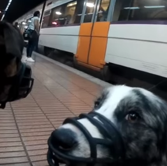 Cómo viajar en transporte público con perro: el bozal, las …