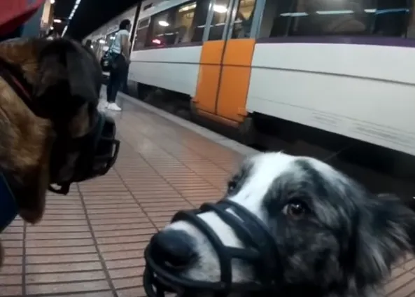 Cómo viajar en transporte público con perro: el bozal, las escaleras, los ruidos...