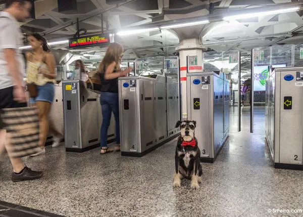 Los perros (por fin) pueden viajar en el Metro de Madrid