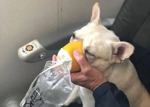 Una Bulldog Francés que no podía respirar yendo a bordo de un avión, salvada por la tripulación