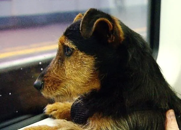 El perro aventurero: un can escapa de casa, sube solo al tren y se convierte en estrella de internet en Irlanda