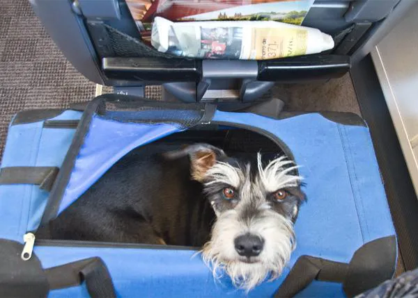 El pasaporte de tu can, toda la información que necesitas para viajar con perro en la UE