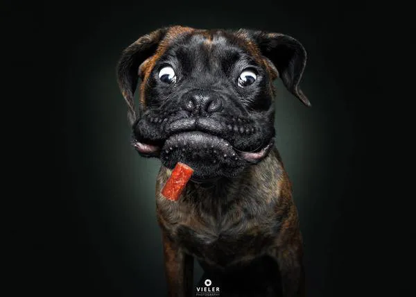A la caza y captura de una chuche: expresiones caninas impagables retratadas con arte