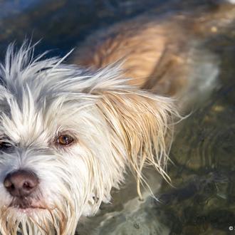 ¿Entiendes de verdad a tu perro? Muchas personas ignoran sus …