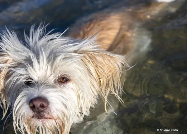 ¿Entiendes de verdad a tu perro? Muchas personas ignoran sus emociones reales, según un nuevo estudio