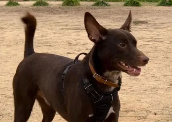 Buscan desesperadamente a Balto: el perro que salió disparado por la ventana del coche tras un accidente cerca de Lerma