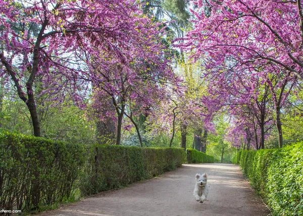¿Cuándo y dónde puedes llevar al perro suelto en Madrid? Normativa y los mejores parques