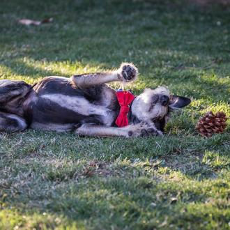 Cómo enseñar a tu perro a hacerse el muerto