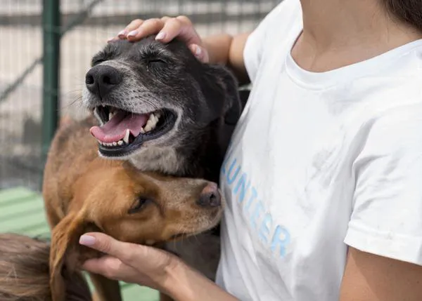 Las caricias reducen el estrés en perros al entrar en una protectora -salvo los abandonados por su familia