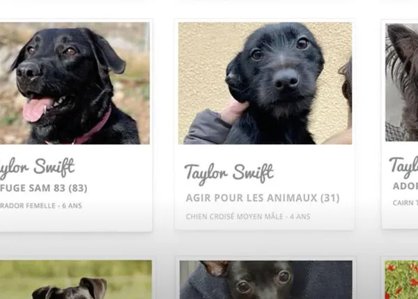 ¿Por qué todos los perros negros se llaman, de pronto, Taylor Swift? ¡Para ser adoptados, gracias a las 