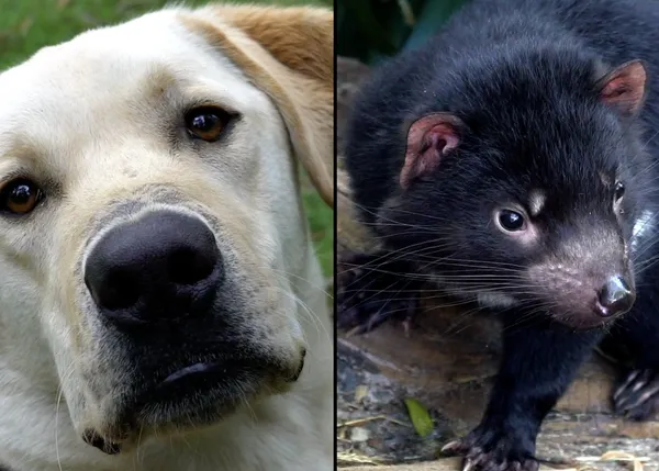 Un proyecto pionero para fomentar la cría de diablos de Tasmania gracias al olfato canino