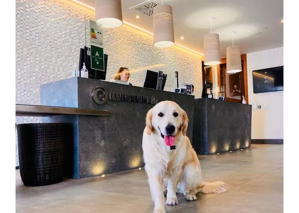 29 nuevos hoteles dog friendly en España: la cadena ILUNION admite perros sin límite de peso