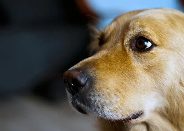 Los perros y el cáncer: un problema creciente y su relación con la dieta