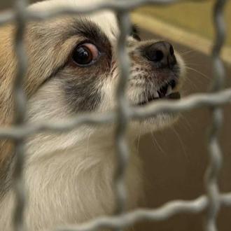 La mafia de venta de cachorros en Europa: un negocio …