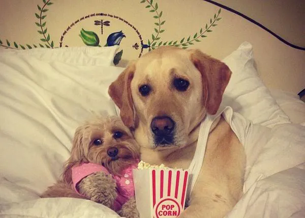 Estrellas caninas en instagram: el romance y 
