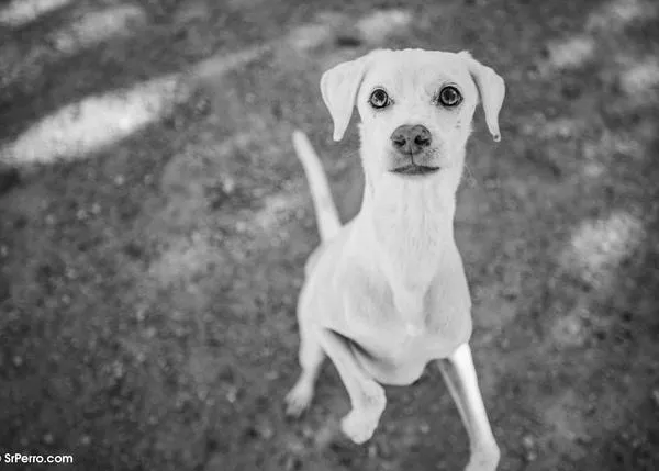Osteoartritis canina: la importancia del diagnóstico precoz para garantizar calidad de vida a los perros