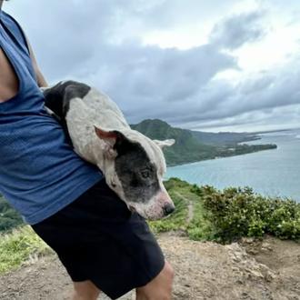 Un corredor de maratones rescata en brazos a una perra …