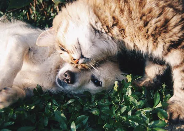 Los perros y los gatos recuerdan eventos pasados: su memoria episódica es similar a la de los humanos