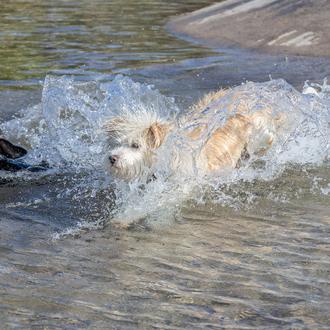 Pool parties caninas: muchos perros nadando felices y otros que …