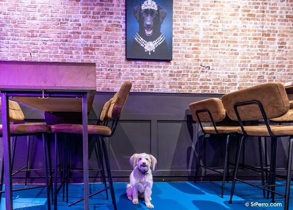 ¡De cañas con can! En estos estupendos bares y locales puedes probar cervezas artesanas junto a tu perro