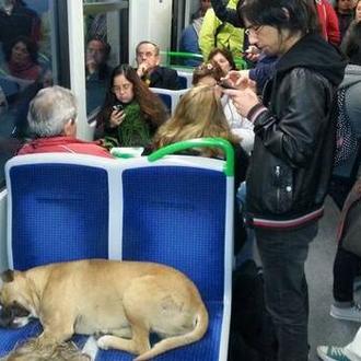 Un can vagabundo con mucha suerte: el perro del metro …