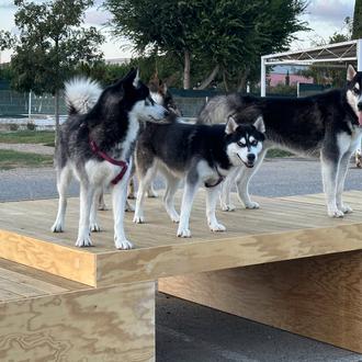 Los mejores paseos con perro por Torredembarra, un destino dog …