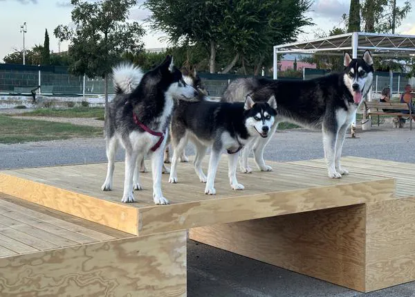 Los mejores paseos con perro por Torredembarra, un destino dog friendly todo el año