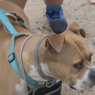 Un hombre con un cuchillo amenaza con matar al perro …