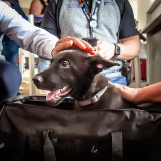 Un cachorrote que fue abandonado en el aeropuerto, adoptado por …