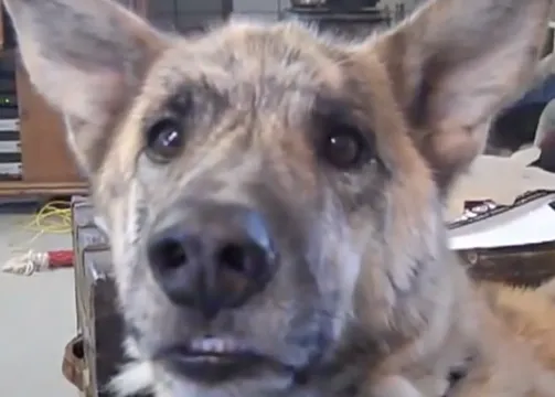 ¿El primer vídeo viral protagonizado por un perro parlante?