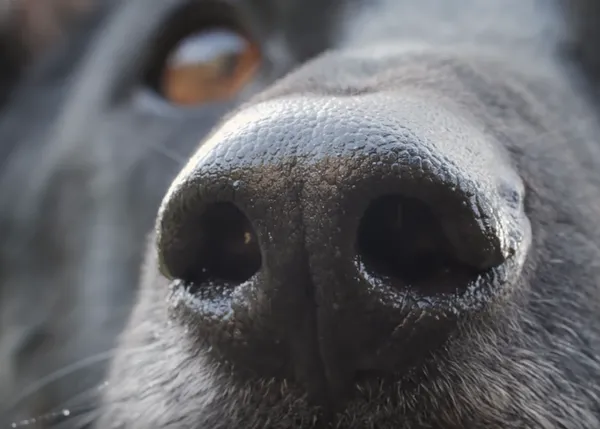 Cómo un perro de rescate huele el mundo y sigue un rastro: la fascinante nariz canina