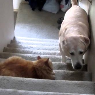 Perros y gatos enfrentándose por el dominio de las escaleras …