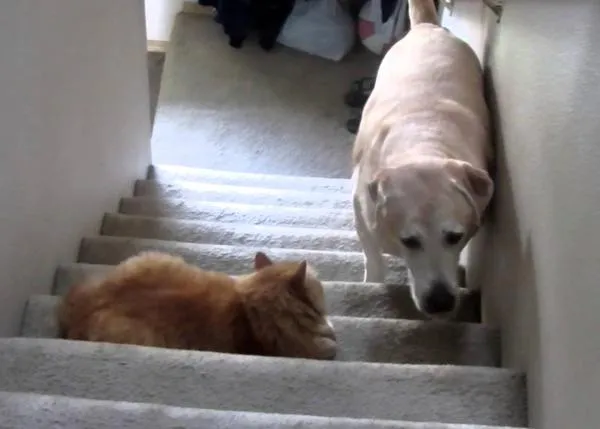 Perros y gatos enfrentándose por el dominio de las escaleras, desde pequeñitos