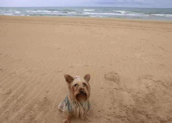 Sí a los perros educados en la playa: Jara en la Playa de Oliva