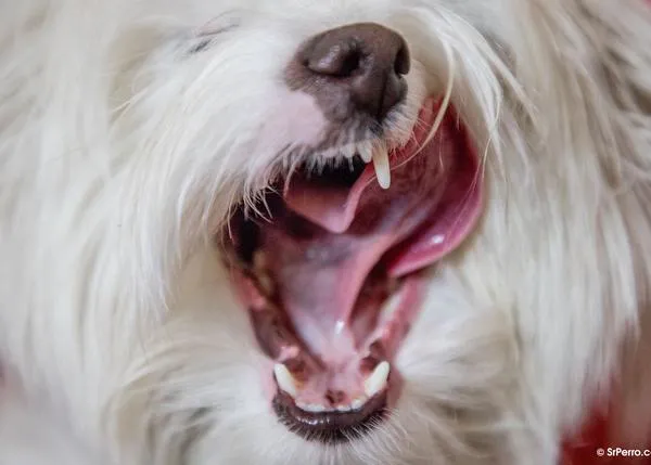 Una de las claves para prolongar la vida de un perro: la higiene dental
