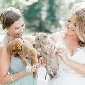 Una boda extra guau: con cachorrotes en adopción en vez …
