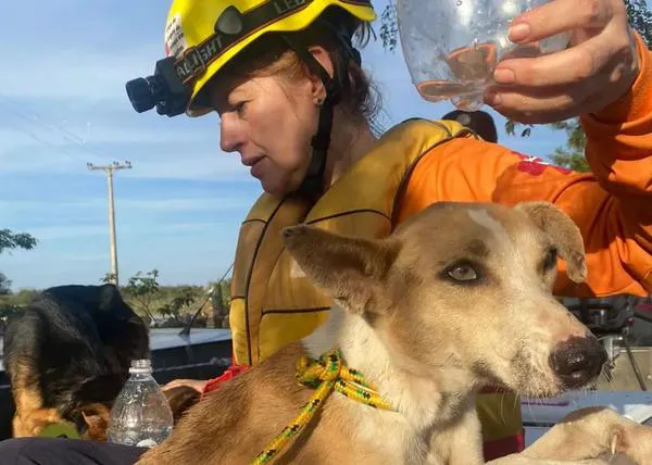Evento solidario con los animales en Rio Grande do Sul, Brasil: La importancia del vínculo humano-animal en situaciones de desastre