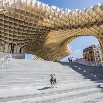 ¿Se puede ir de tapas con un perro en Sevilla …