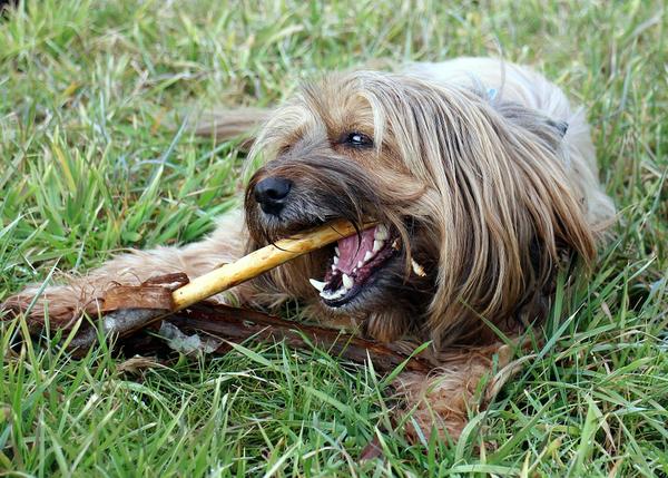 Puedo dar de comer huesos a mi perro? Un repaso a lo bueno, lo malo y lo  peligroso
