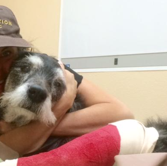 Un can viejito y con cáncer recibe un regalo inesperado …