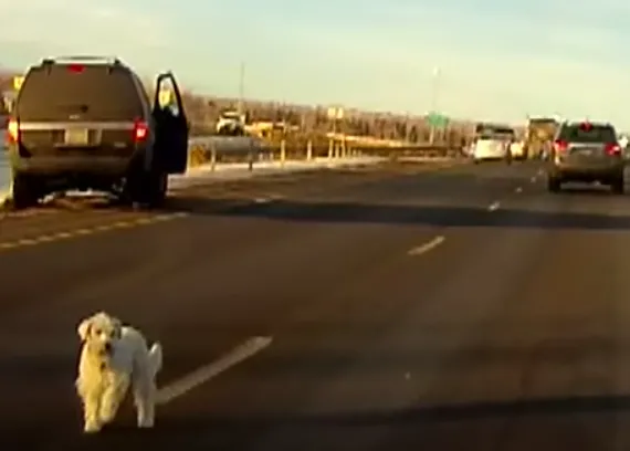 ¿Por qué es tan importante que tu perro no viaje sin sujeción en el coche? Un vídeo de infarto lo muestra