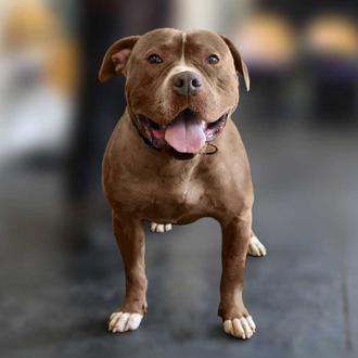 Más de 100 perros sacrificados al mes en el Reino …