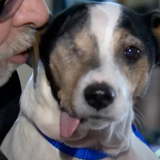 Un perro pierde un ojo y parte de la mandíbula …