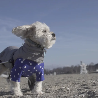¡Cachorros gratis!, un documental sobre perros abandonados y las personas …