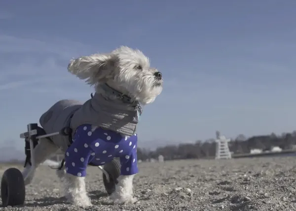¡Cachorros gratis!, un documental sobre perros abandonados y las personas que se esfuerzan por salvarlos